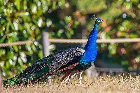 Indian peafowl  - Pavo cristatus -paonne- నెమలి  France,Geotagged,Indian peafowl,Pavo cristatus,Summer