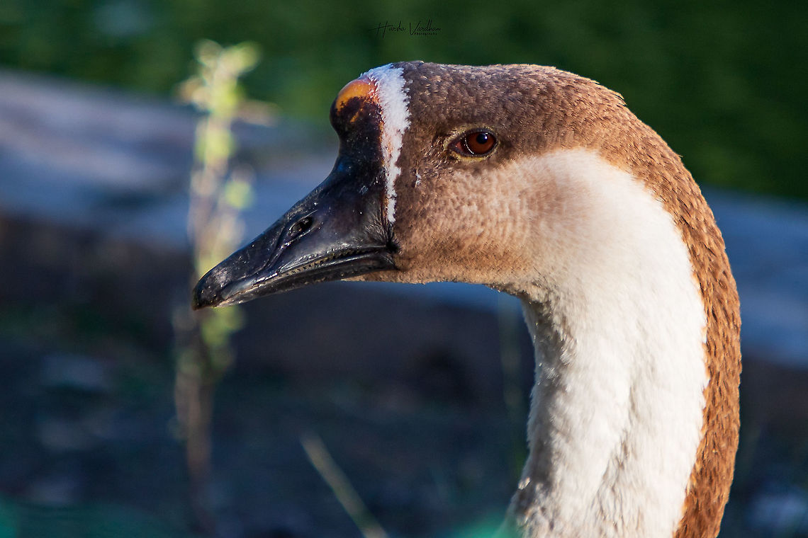 african goose -  Anser anser domesticus - oie africaine  Anser anser domesticus,Domestic goose,France,Geotagged,Summer