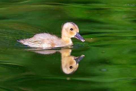 Mallard Duckling-Anas platyrhynchos -  Canard colvert  Anas platyrhynchos,France,Geotagged,Mallard