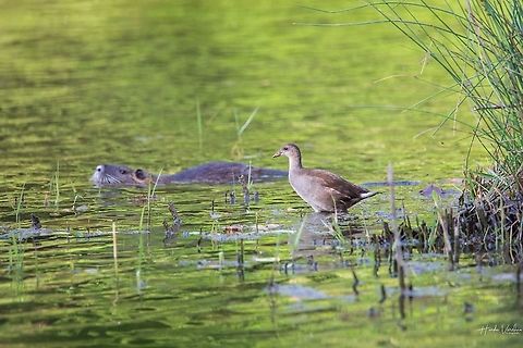 juvenile Common Moorhen - Gallinula chloropus - Gallinule poule d'eau Coypu passing beside juvenilea Common Moorhen  Common Moorhen,France,Gallinula chloropus,Geotagged