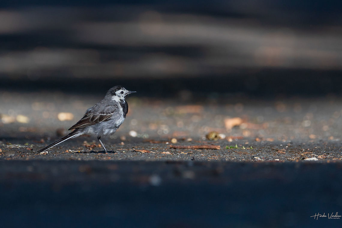 White Wagtail stand on one leg - waiting........... White Wagtail - Motacilla alba - Bergeronnette grise France,Motacilla alba,White wagtail,animal,background,beak,beautiful,bird,birds,black,brown,close,closeup,cute,eye,fauna,feather,feathers,green,natural