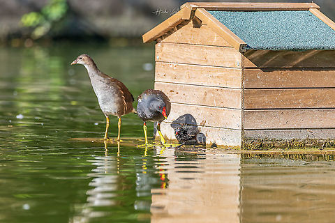 Family Common Moorhen Common Moorhen family pic - Gallinula chloropus - Gallinule poule d'eau.

Everyone must enjoy family time.

I think across the world due to pandemic of COVID -19 everyone spend time with the family and many of them have realised that they really did not spent quality time with their family and missed the meaning of togetherness.
I think to have a meaningful life one must spend quality time with family.
 Common Moorhen,France,Gallinula chloropus,Geotagged,Summer