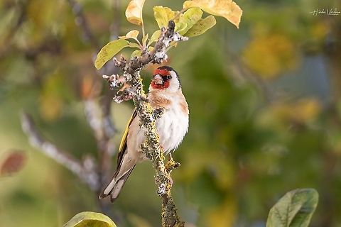 European goldfinch -Carduelis carduelis - chardonneret européen  Carduelis carduelis,European goldfinch,France,Geotagged