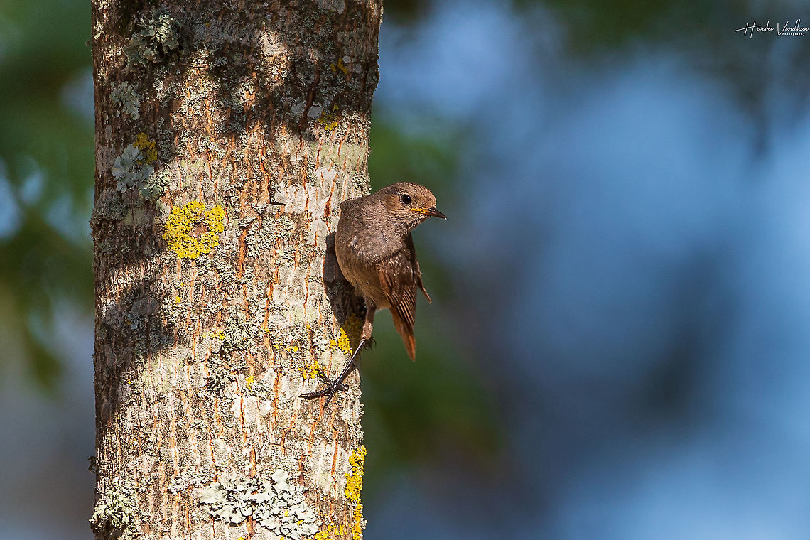 black redstart- Phoenicurus ochruros- rougequeue noir  Black Redstart,France,Geotagged,Phoenicurus ochruros,Summer