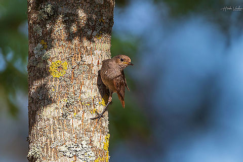 black redstart- Phoenicurus ochruros- rougequeue noir  Black Redstart,France,Geotagged,Phoenicurus ochruros,Summer