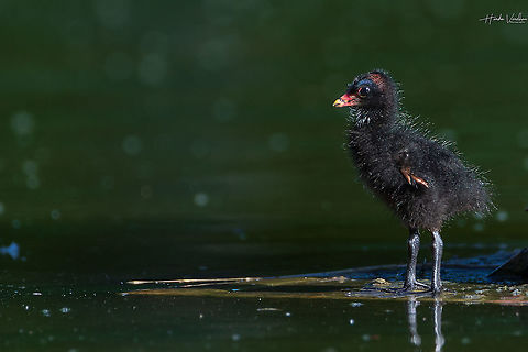 Common Moorhen - Gallinula chloropus - Gallinule poule d'eau  Common Moorhen,France,Gallinula chloropus,Geotagged,Summer