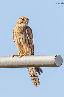 Common kestrel- Falco tinnunculus - Faucon crécerelle  Common Kestrel,Falco tinnunculus,France,Geotagged,Summer