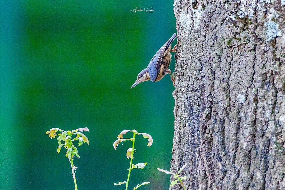 Eurasian Nuthatch -  Sitta europaea - Sittelle eurasienne Eurasian Nuthatch -  Sitta europaea - Sittelle eurasienne Eurasian Nuthatch,France,Geotagged,Sitta europaea