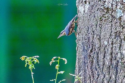 Eurasian Nuthatch -  Sitta europaea - Sittelle eurasienne Eurasian Nuthatch -  Sitta europaea - Sittelle eurasienne Eurasian Nuthatch,France,Geotagged,Sitta europaea