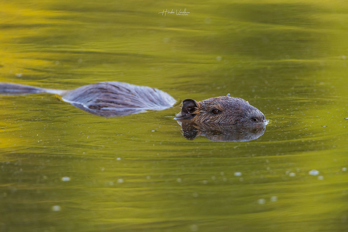 Coypu - Myocastor coypus - Ragondin  Coypu,France,Geotagged,Myocastor coypus,Summer