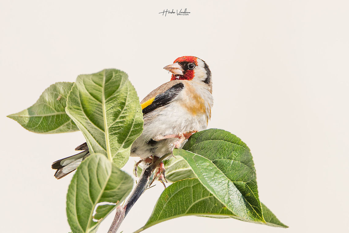 European goldfinch -Carduelis carduelis - chardonneret europeen  Carduelis carduelis,European goldfinch,France,Geotagged,Summer
