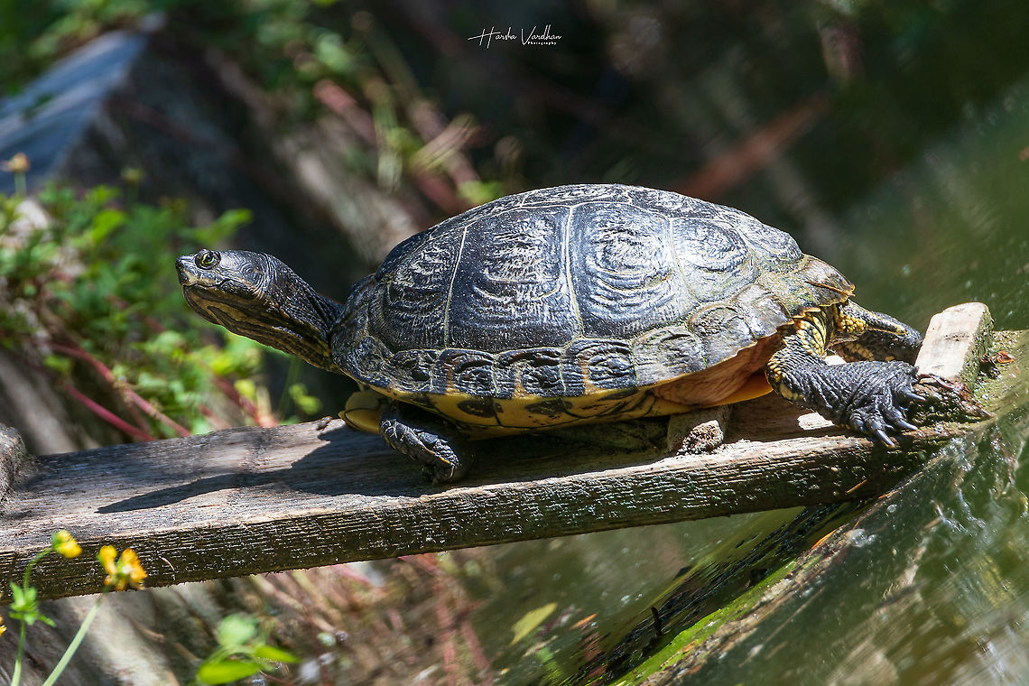 Terrapin - Turtles - Malaclemys terrapin  - tortues  France,Geotagged,Malaclemys terrapin,Summer,diamondback terrapin