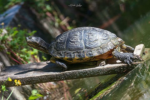 Terrapin - Turtles - Malaclemys terrapin  - tortues  France,Geotagged,Malaclemys terrapin,Summer,diamondback terrapin