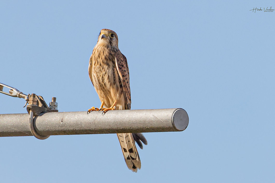 Common kestrel- Falco tinnunculus - Faucon crecerelle  Common Kestrel,Falco tinnunculus,France,Geotagged,Summer
