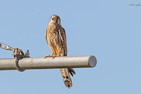 Common kestrel- Falco tinnunculus - Faucon crecerelle  Common Kestrel,Falco tinnunculus,France,Geotagged,Summer