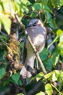 Eurasian Jay - Garrulus glandarius - Geai des chênes  Eurasian Jay,France,Garrulus glandarius,Geotagged