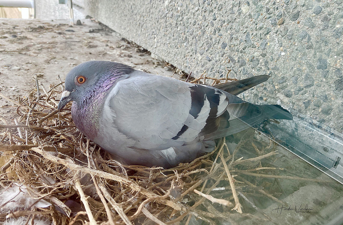 Domestic Rock Pigeon - Columba livia domestica - Pigeon de roche domestique  Columba livia domestica,Domestic Rock Pigeon,France,Geotagged,Summer