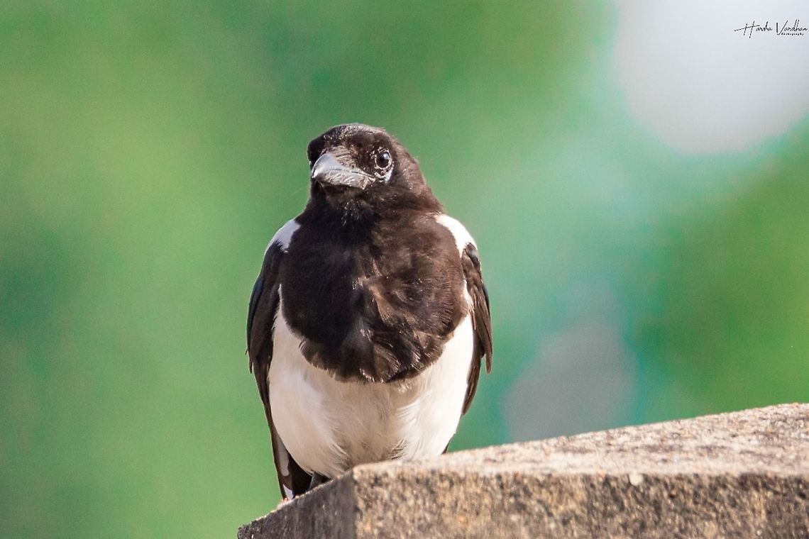 Eurasian magpie - Pie bavarde - Pica pica Eurasian magpie - Pie bavarde - Pica pica Eurasian magpie,France,Geotagged,Pica pica