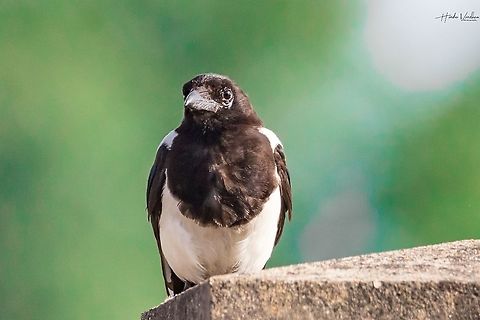 Eurasian magpie - Pie bavarde - Pica pica Eurasian magpie - Pie bavarde - Pica pica Eurasian magpie,France,Geotagged,Pica pica