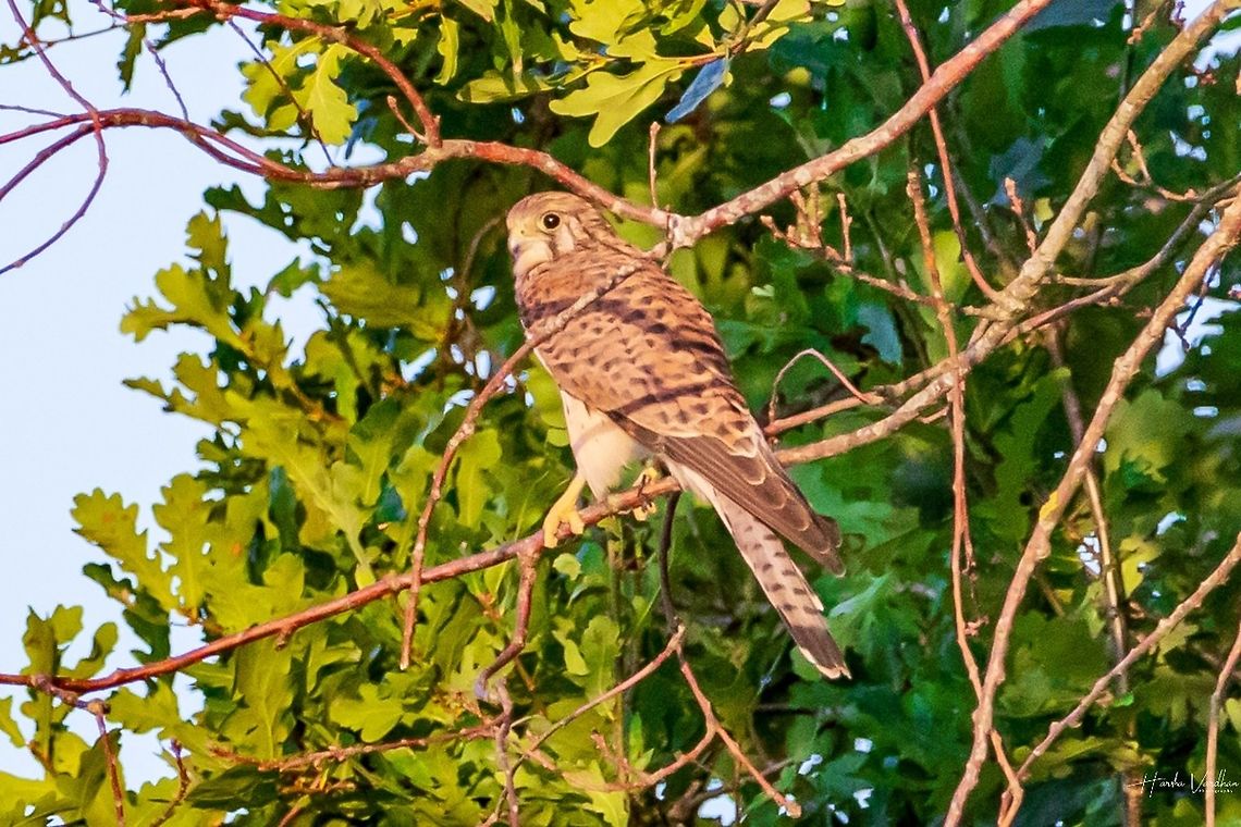 Common kestrel- Falco tinnunculus - Faucon crécerelle Common kestrel- Falco tinnunculus - Faucon cr&eacute;cerelle Common Kestrel,Falco tinnunculus,France,Geotagged