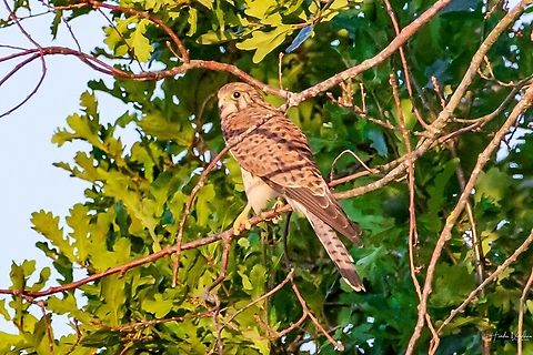 Common kestrel- Falco tinnunculus - Faucon crécerelle Common kestrel- Falco tinnunculus - Faucon crécerelle Common Kestrel,Falco tinnunculus,France,Geotagged