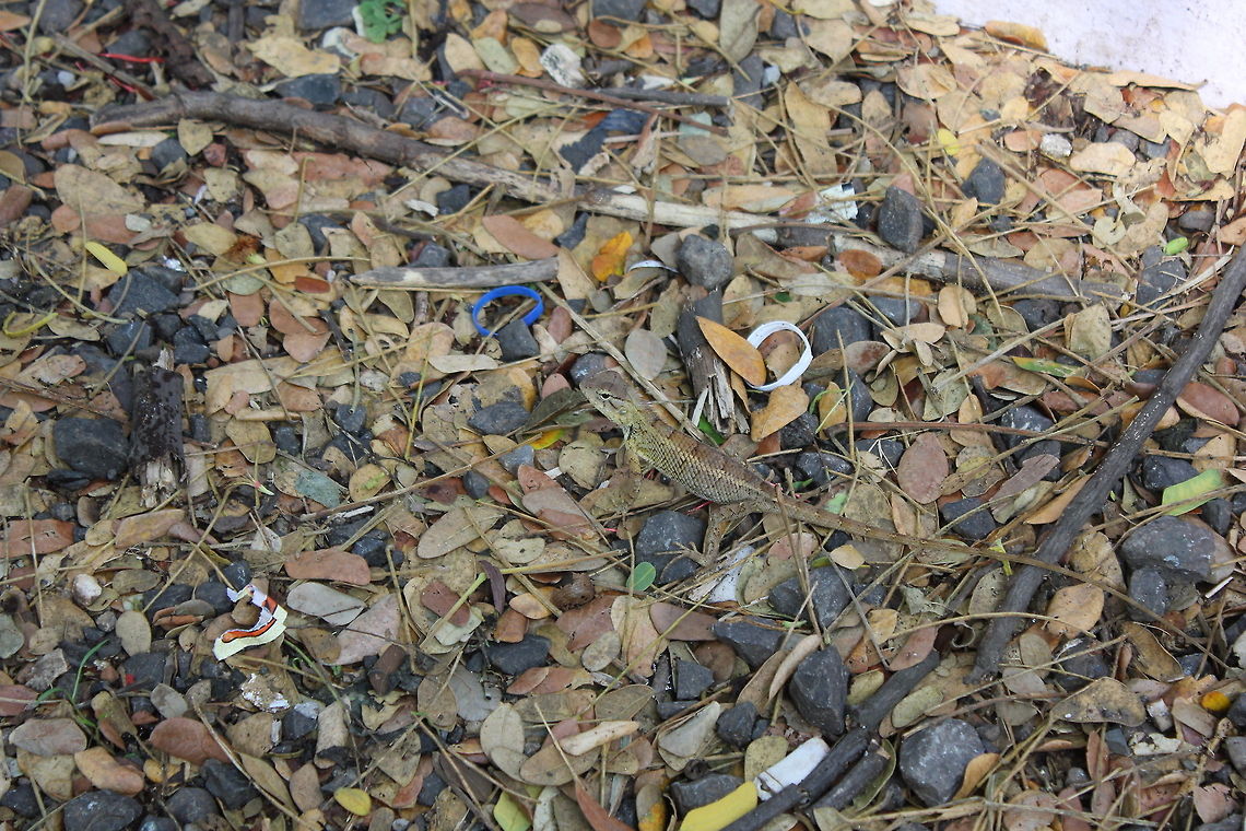 Oriental Garden Lizard  Calotes versicolor,Geotagged,India,Oriental Garden Lizard