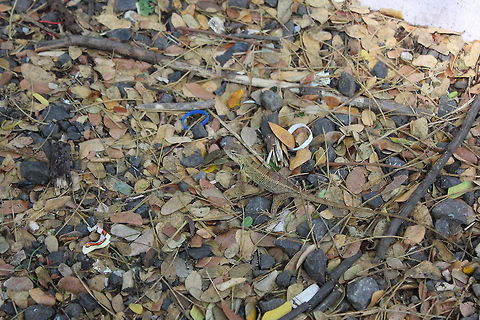 Oriental Garden Lizard  Calotes versicolor,Geotagged,India,Oriental Garden Lizard