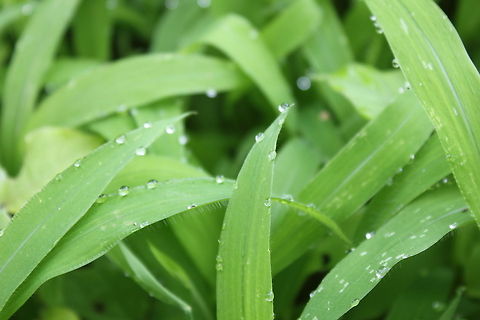 Dew Drops Dew! :D Geotagged,India