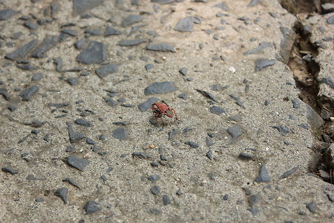 Feast for the red insect!  Help identifying the insect please!  Geotagged,India