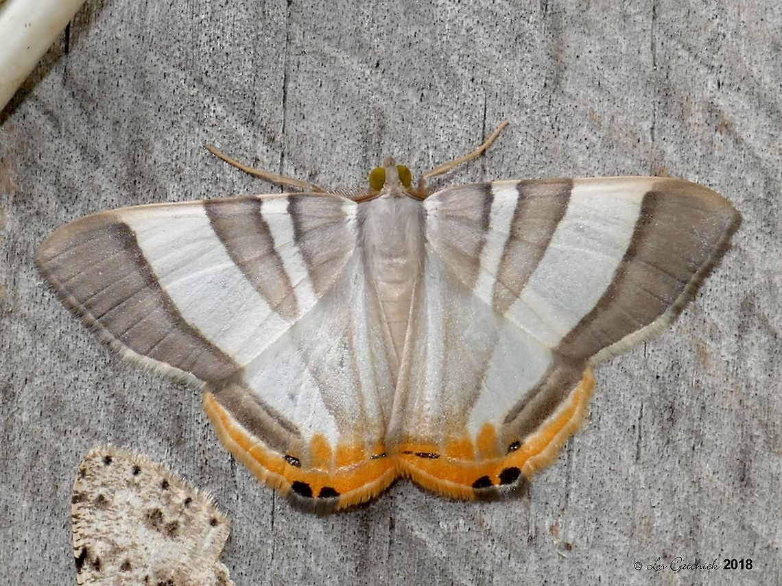 Opisthoxia miletia Nocturnal moth as in the photo.<br />
See also here:<br />
<a href="https://www.flickr.com/photos/birdernaturalist/8103329413/in/photolist-2bmWnTt-29UXrXw-dm4Fw6-2e77B7b" rel="nofollow">https://www.flickr.com/photos/birdernaturalist/8103329413/in/photolist-2bmWnTt-29UXrXw-dm4Fw6-2e77B7b</a> 2018,Mount Totumas,Opisthoxia miletia,Panama,moth,nocturnal