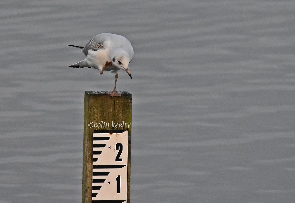 DSC_0059  Black-legged kittiwake,Rissa tridactyla