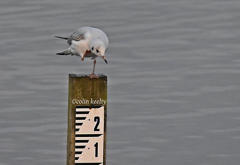 DSC_0059  Black-legged kittiwake,Rissa tridactyla