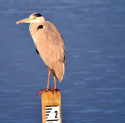 DSC_0193  Ardea cinerea,Grey heron