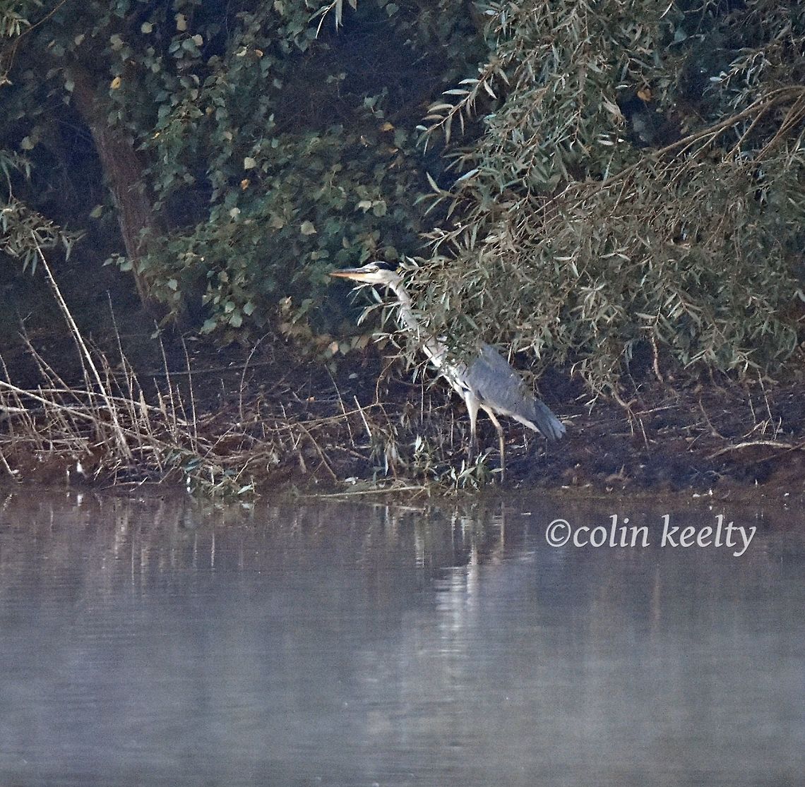 DSC_0315  Ardea cinerea,Grey heron