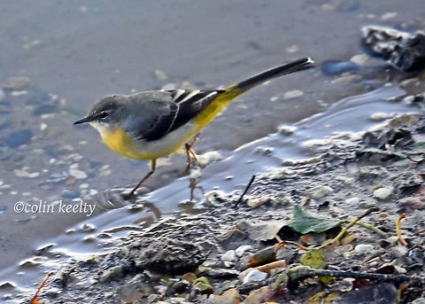 DSC_0405  Grey wagtail,Motacilla cinerea