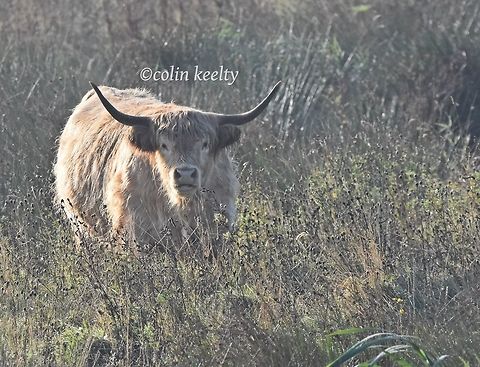 DSC_0429  Bos primigenius taurus,Cattle