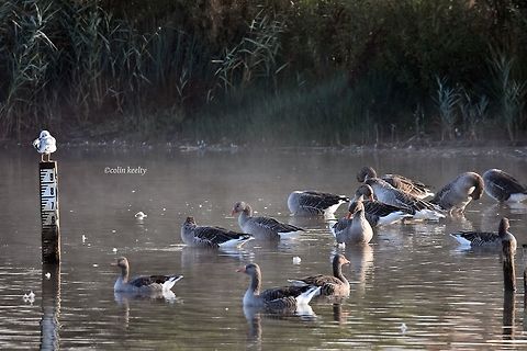 DSC_0344  Anser anser,Greylag goose