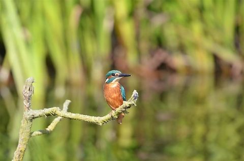 Kingfisher perched on branch  Alcedo atthis,Common Kingfisher