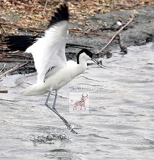 DSC_4907  Pied Avocet,Recurvirostra avosetta