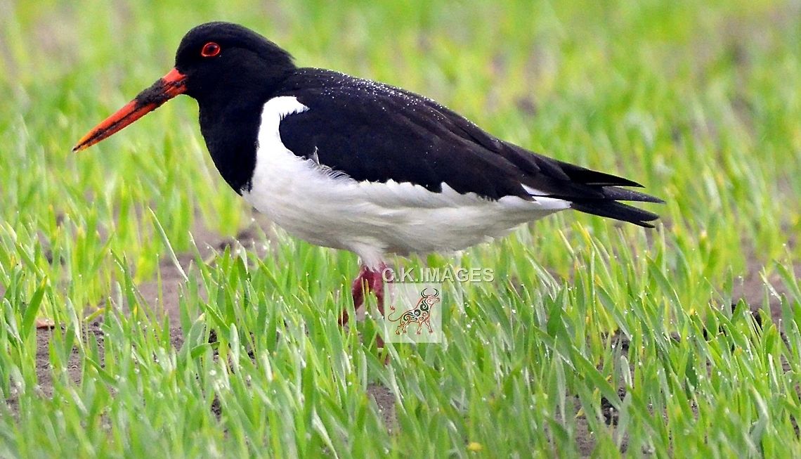 DSC_4991  Eurasian oystercatcher,Haematopus ostralegus