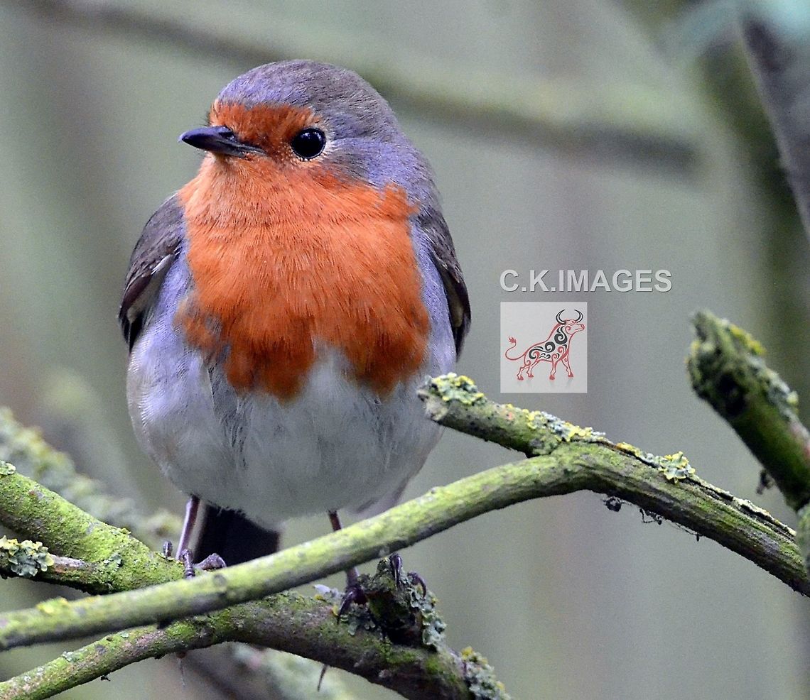 DSC_4930  Erithacus rubecula,European Robin
