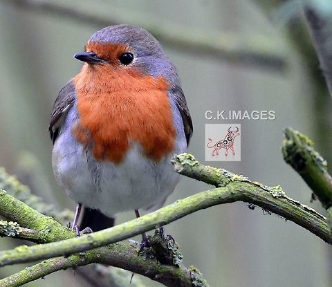 DSC_4930  Erithacus rubecula,European Robin
