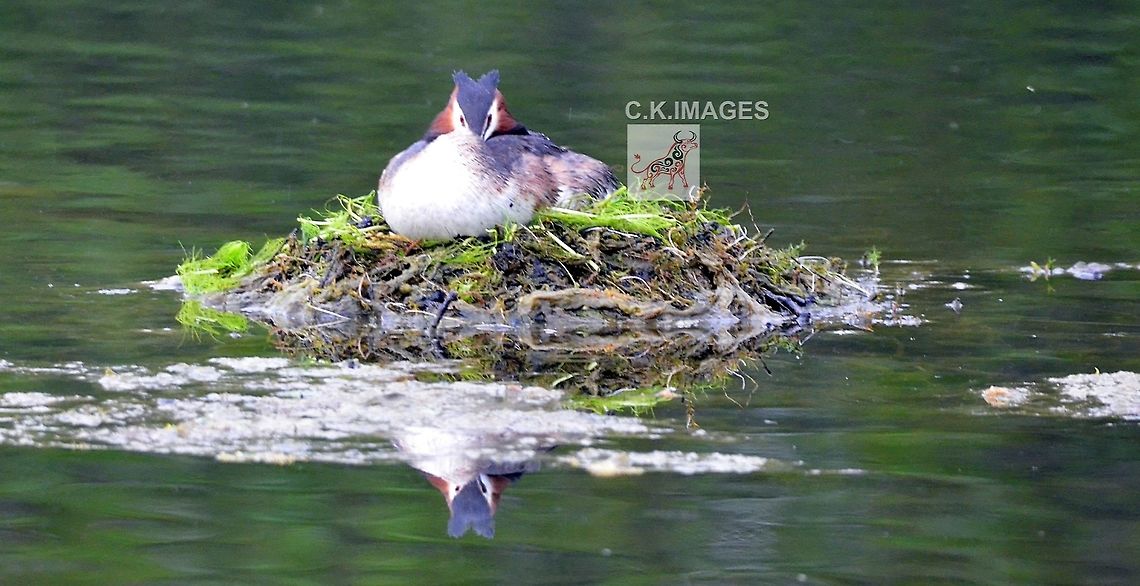 DSC_4988  Great Crested Grebe,Podiceps cristatus