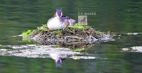 DSC_4988  Great Crested Grebe,Podiceps cristatus