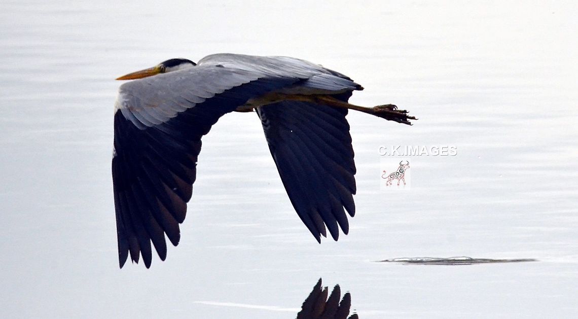 DSC_5175  Ardea cinerea,Grey heron