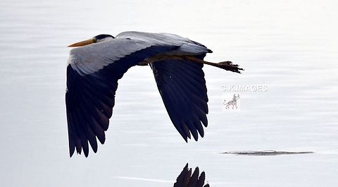 DSC_5175  Ardea cinerea,Grey heron