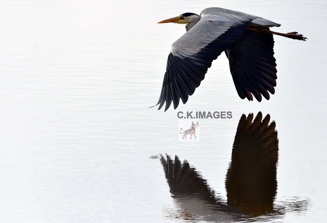 DSC_5170  Ardea cinerea,Grey heron