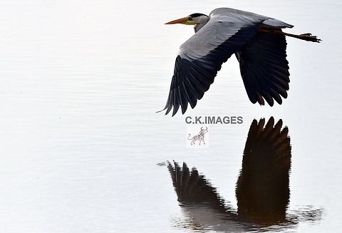 DSC_5170  Ardea cinerea,Grey heron