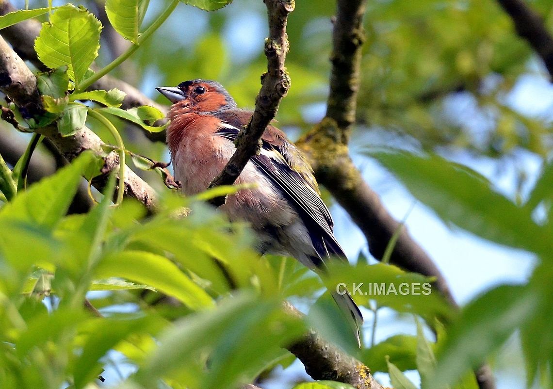 DSC_5334  Chaffinch,Fringilla coelebs