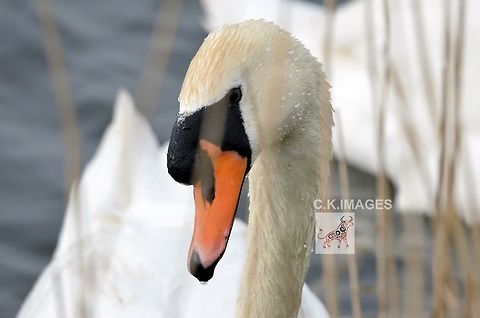 DSC_5007  Cygnus olor,Mute swan